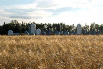 Sundre Barley in front of Mastin\'s