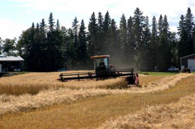 Swathing Sundre barley