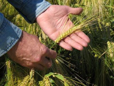 Sundre barley head