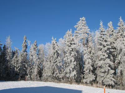 The frosty trees 